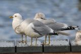 20200219_Stormmeeuw_Hoornse Plas_04